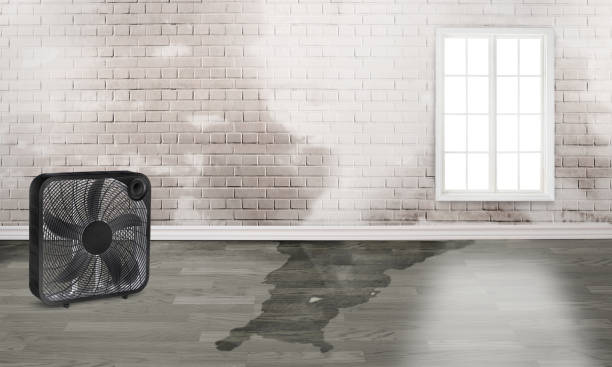 Best Ceiling water damage repair  in Green Oaks, IL